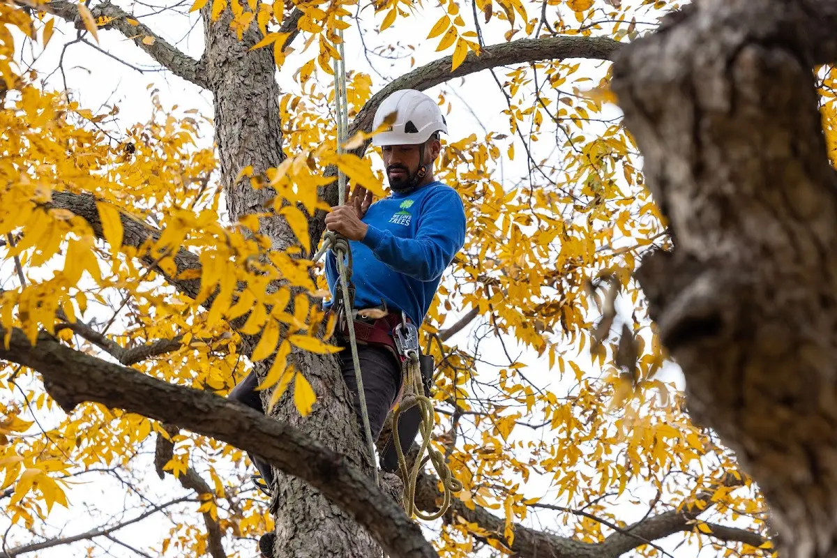 Skilled Tree Pruning crew working in Shoshoni