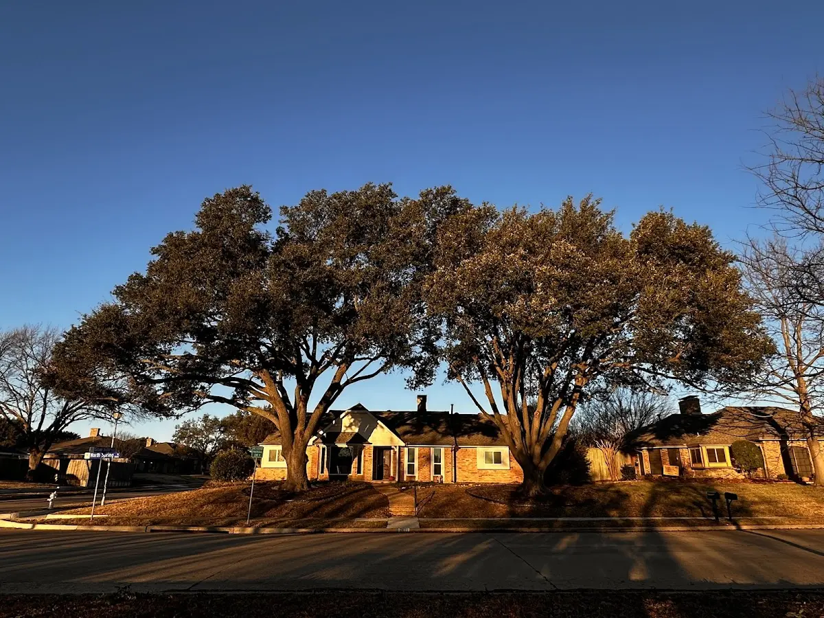Established residential canopy tree shading a home in Shoshoni